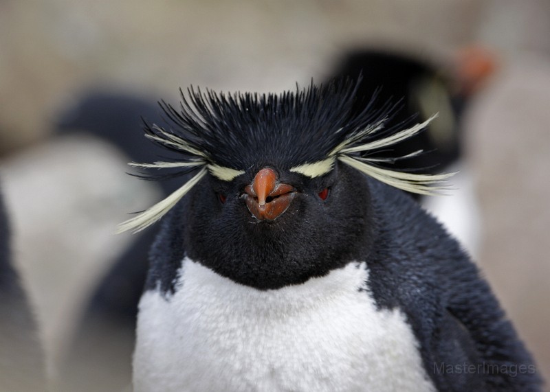 IMG_5918c.jpg - Rockhopper Penguin (Eudyptes chrysocome)